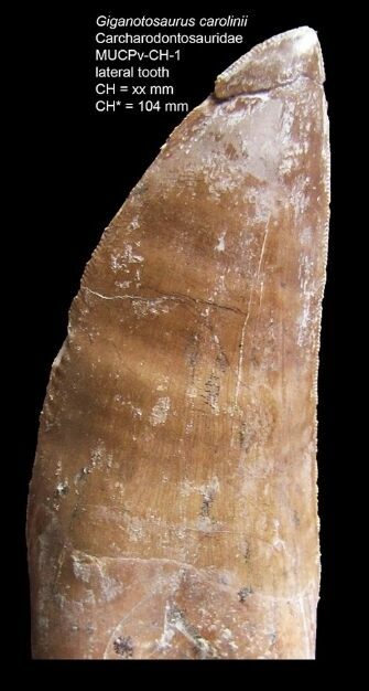 Giganotosaurus tooth from paper by C. Hendrickx.  Practically identical to teeth of Carcharodontosaurus.